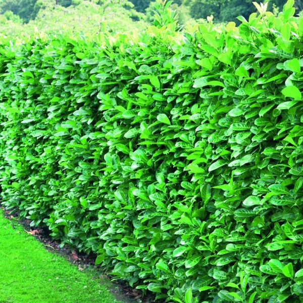 cherry laurel (prunus rotundifolia) is an evergreen hedging plant. This fast growing evergreen hedge plant is popular for creating a dense screen with flowers and berries. Available in bare root, pot grown and root ball forms.