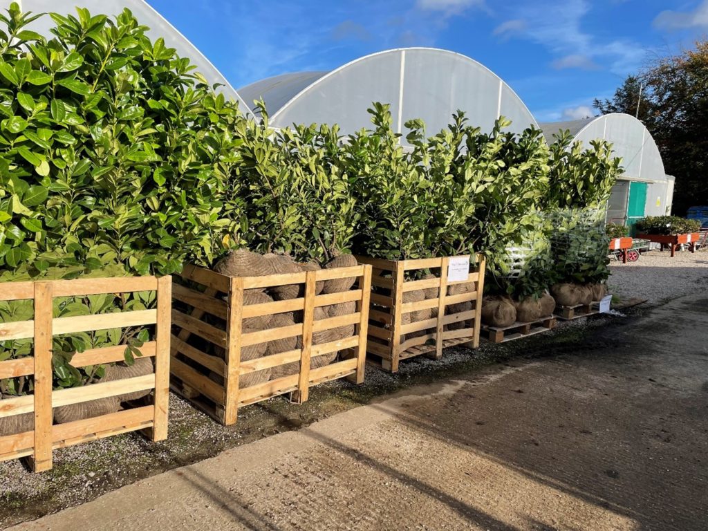 Pallets of Root ball hedging plants outside poly tunnels ready to be shipped. 