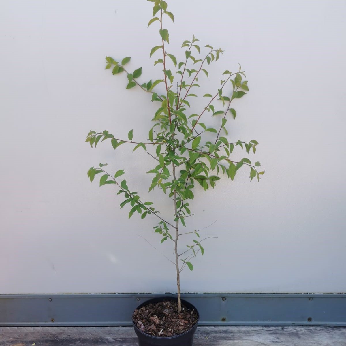 Blackthorn (Prunus Spinosa) ⋆ Perfect For Plants...