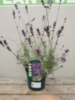 Lavender Hidcote 2L pot