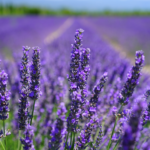 English lavender 'Hidcote'