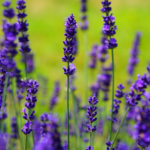English lavender 'Hidcote'