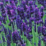 Lavender Hidcote (Lavandula angustifolia) is a native Shrub famous for its scent and flowering in summer. Available in pot grown form.